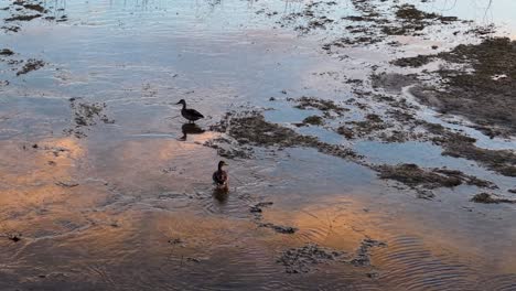 ducks foraging in wet sand and shallow water at golden hour with colorful reflections.