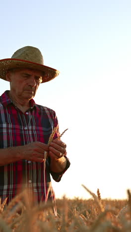 male caucasian farmer wearing a hat picks up ripe ears of corn. old man checking the ripeness of wheat. low angle view. vertical video
