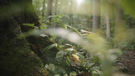 Slow-pan-across-the-bottom-of-a-tree-trunk-covered-in-moss-with-ferns-and-other-green-plants-around-on-the-ground