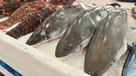 fresh seafood on display for sale in a fish market