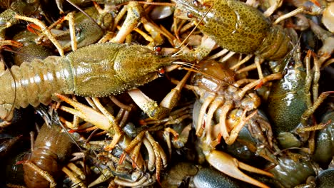 live european river crayfish.