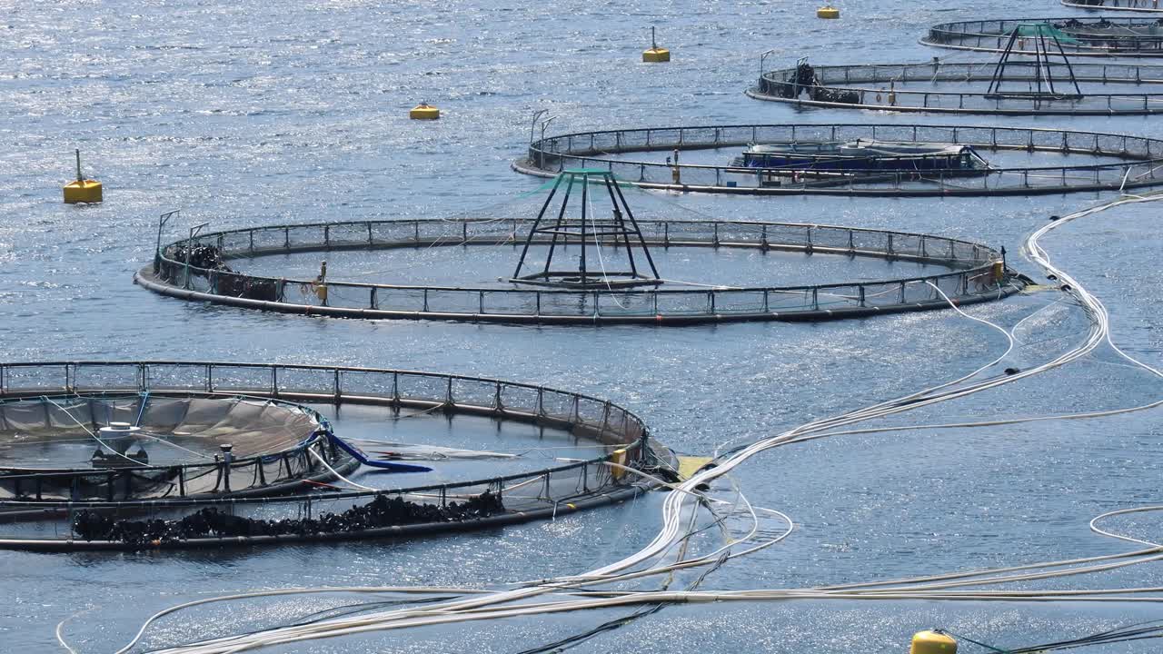 노르웨이의 연어 농장  ⁇ 시