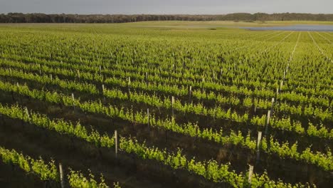 Flyover-lighting-green-vineyard-during-sunny-day