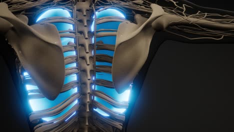 human lungs radiology exam