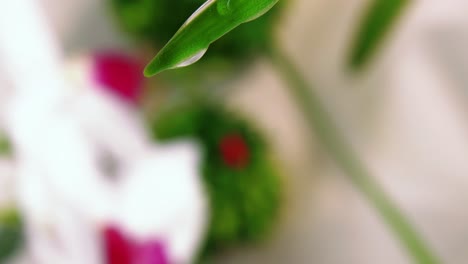 Profile-macro-shot-of-water-droplets-falling-off-the-tip-of-a-green-stem