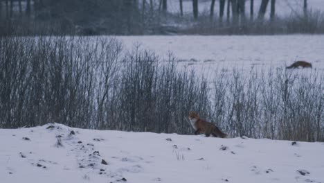 red fox on field in winter evening dusk hunting for food