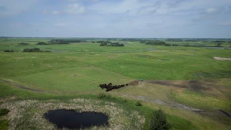 un paisaje de drones en órbita alrededor de un rebaño de vacas ganado vacuno en un pasto profesional de trigo lechero en brandon manitoba canadá