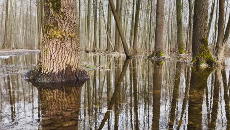 in the wood the spring begins, trees and bushes stand in water, a sunny day, patches of light and reflection on water, trunks of trees are reflected in a puddle, streams flow, conceals snow