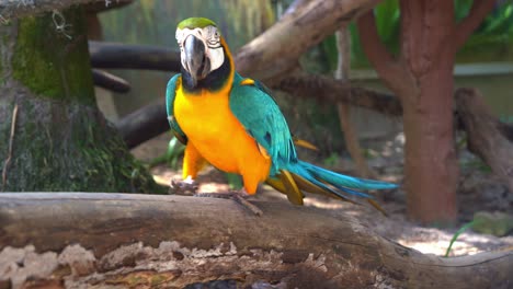 zoom out shot capturing a curious blue and yellow macaw, ara ararauna, perching and walking on the wood log and wondering around the surrounding environment in wildlife zoo