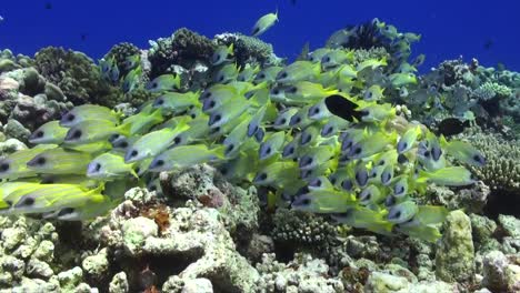 Driften-über-Korallenriff-Mit-Gemeinem-Bluestripe-Snapper