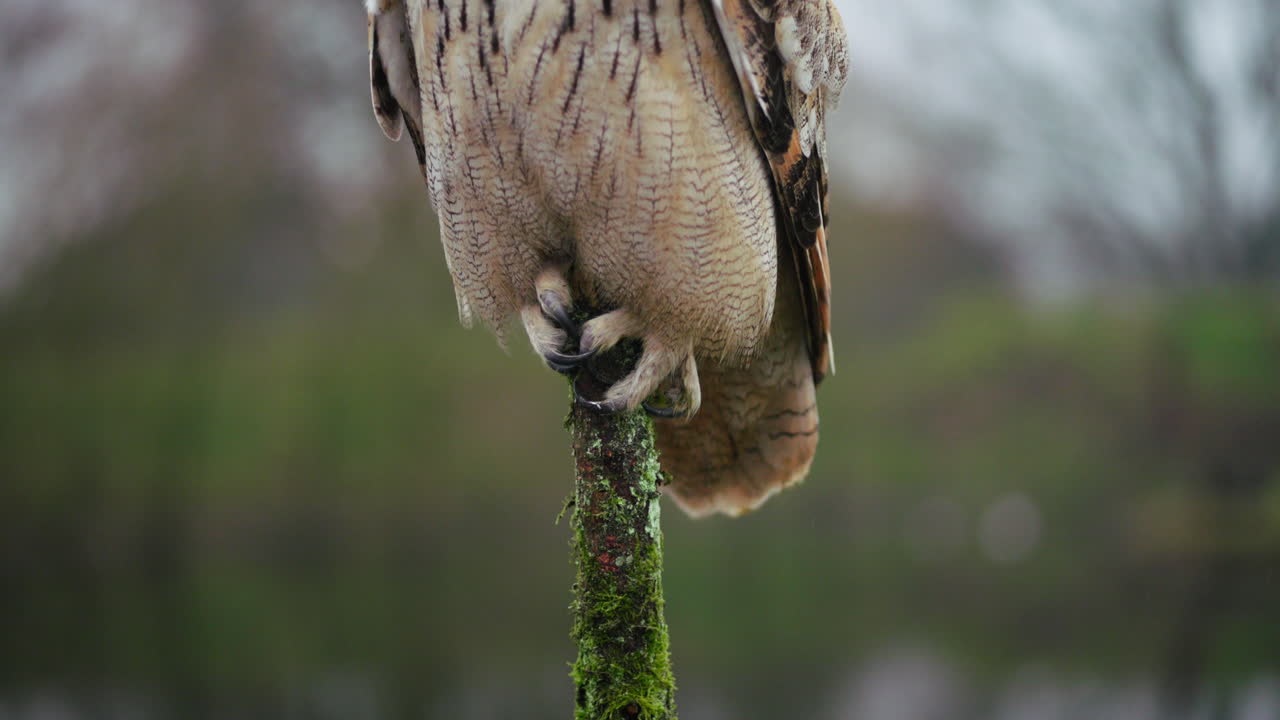 орлиная сова, сидящая на ветке
