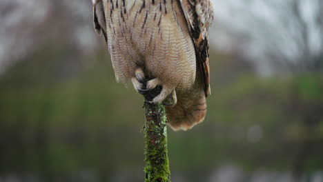el búho águila posado en una rama