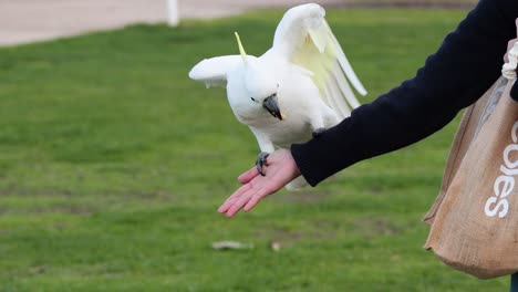 cockatoo bites and flies from person's hand