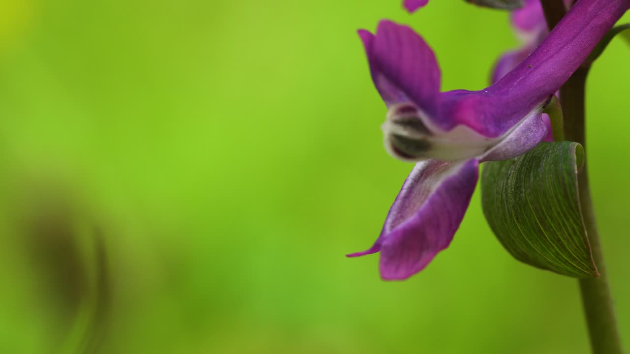 vista macro de una flor de forma interesante de corydalis cava en un vivo color rosa oscuro