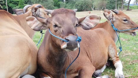 Vacas-De-Ganado-En-Cámara-Lenta-En-El-Hermoso-Prado-Pastando-Juntos,-Bali-Indonesia,-Sudeste-De-Asia,-Raza-Balinesa