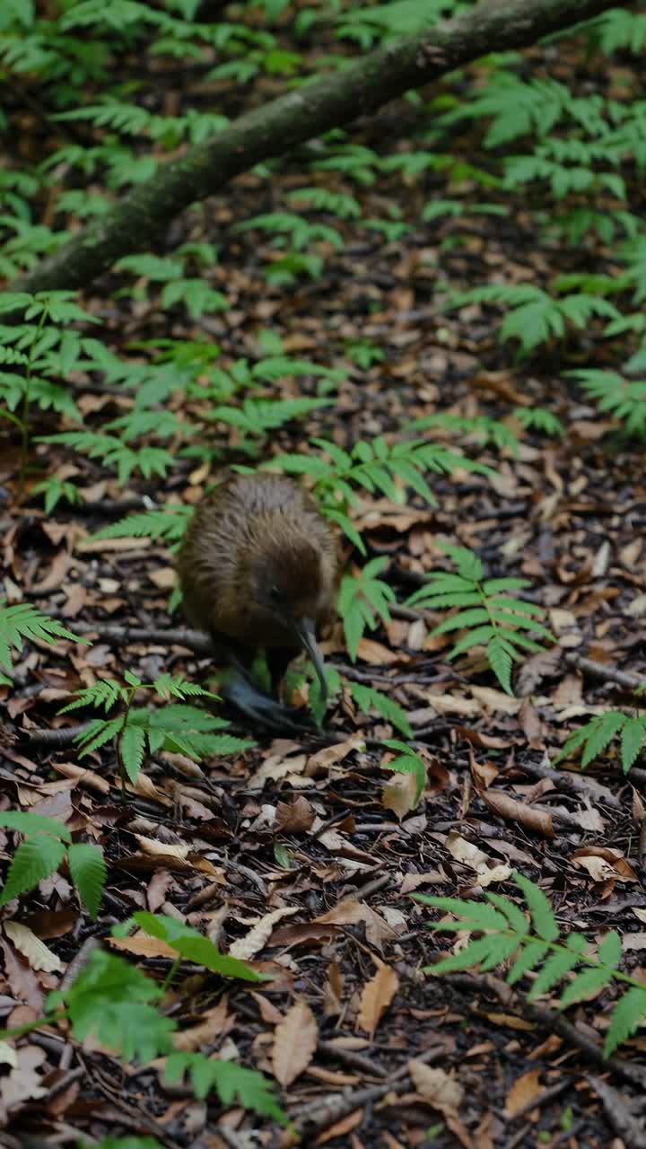 Close-up, eye-level view of a kiwi bird foraging on a forest floor, surrounded by leaves