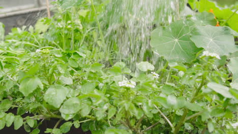 riego de verduras en el huerto