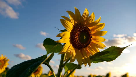 beautiful sunflower in a field