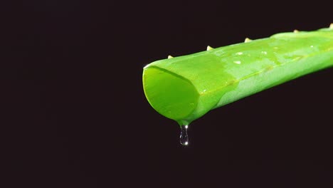 slow motion of aloe vera leaf with juice, gel drips from the stems on black background. close up of succulent plant leaves, natural medical plant for organic cosmetics