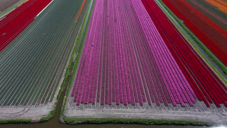 amazing aerial of colorful tulip fields in the netherlands