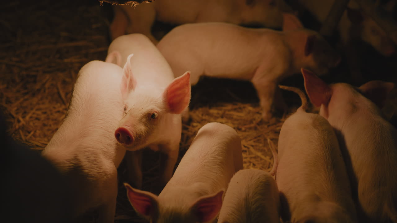 창고 에 있는 새끼 돼지 들