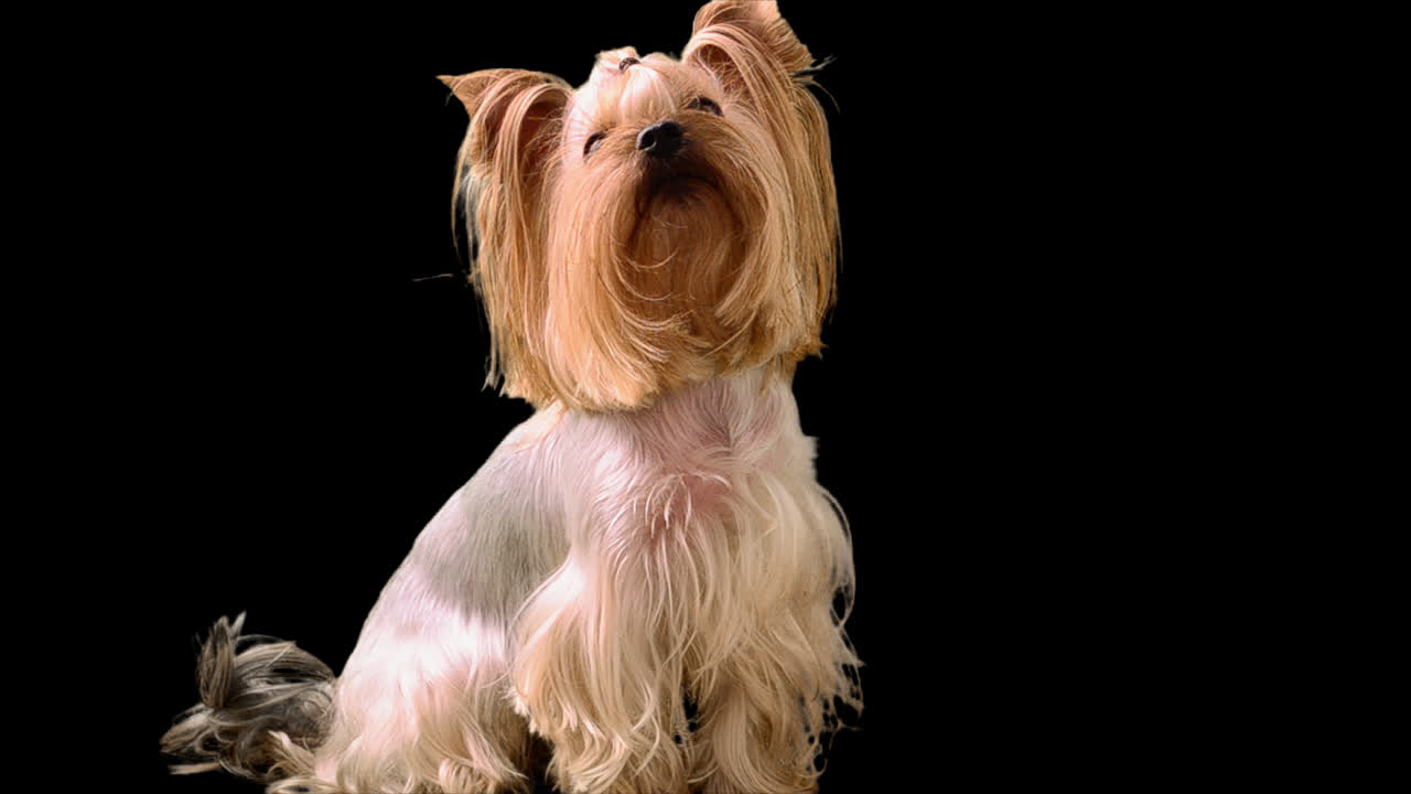 Yorkshire terrier. Canale alfa incluso.