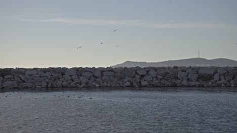 Gaviota-En-Vuelo-En-El-Cielo-Azul-Cámara-Lenta-4k-Uhd