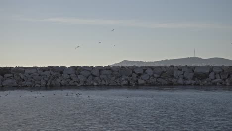 la gaviota en vuelo en el cielo azul en cámara lenta 4k uhd