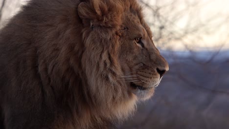 lion side profile into morning light licking slomo