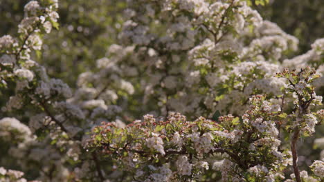 green hairstreak perched amongst hawthorn blossom on spring day, dartmoor, devon