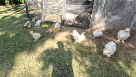 chickens pecking and walking around outdoors.