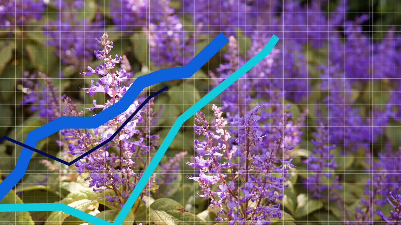 Aloitusviivalla olevat viivakaaviot tulevat sisään vasemmalta ulottuen oikealle ylös, ylittäen purppuranvärisiä varsia ruudukon yläpuolella, jotka näyttävät tietoja