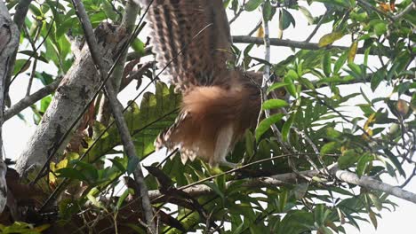 Buffy-Fish-Owl-Ketupa-ketupu,-a-fledgling-seen-looking-to-the-right-then-moves-on-top-of-a-branch-towards-the-right-in-Khao-Yai-National-Park,-Thailand