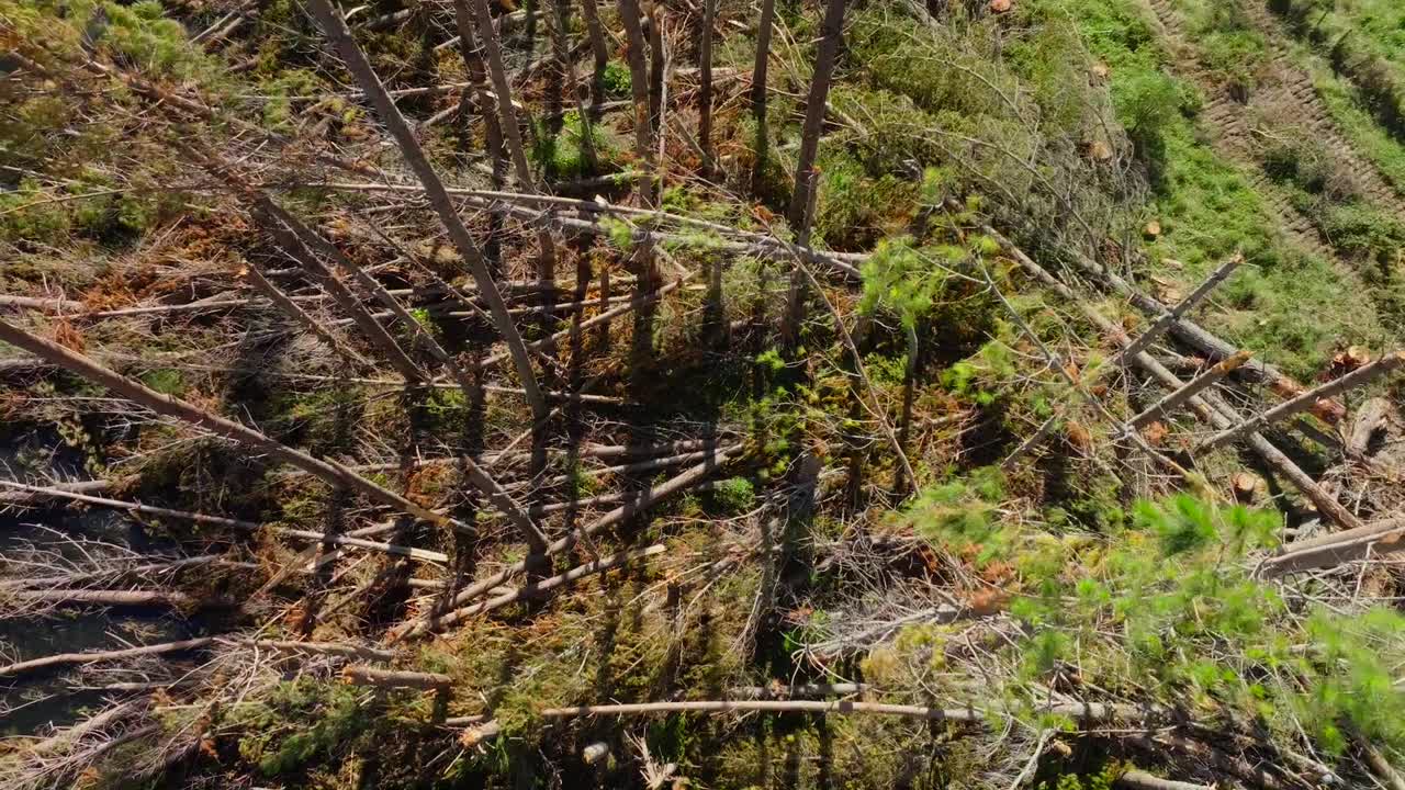 Aerial view over pine trees damaged by cyclone