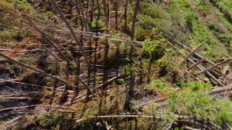 Aerial-view-over-pine-trees-damaged-by-cyclone