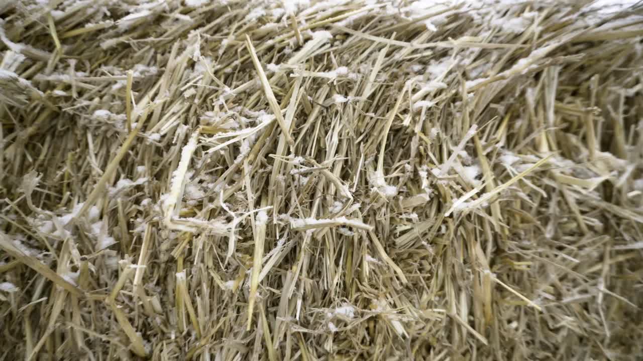 balas de heno cubiertas de nieve