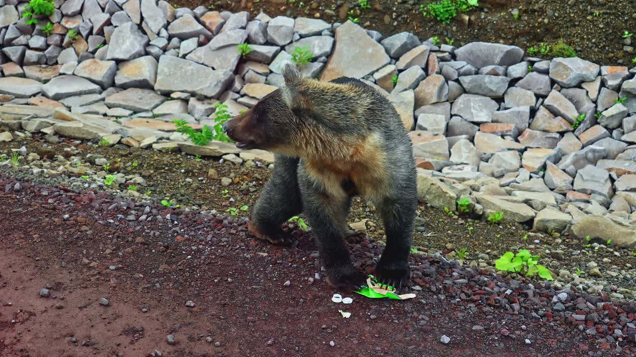 oso marrón comiendo basura