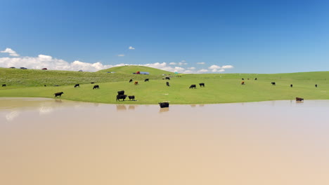 cows in the pasture along highway in the central valley, california, usa - wide