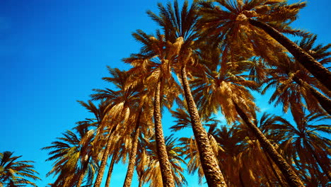 tropical palm trees from below