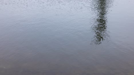 Incline-Hacia-Arriba-Al-Estanque-Con-Reflejo-De-Agua-Del-árbol