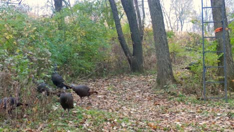 wild turkey forage for seeds along a game trail near a corn field in the midwest in early autumn