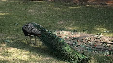 handheld, back of peacock eating on the grass at the johannesburg zoo, johannesburg south africa