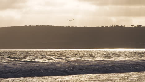 Die-Kamera-Folgt-Einer-Möwe,-Die-In-Zeitlupe-Am-Strand-Von-Coronado,-Kalifornien,-In-Den-Sonnenuntergang-Fliegt