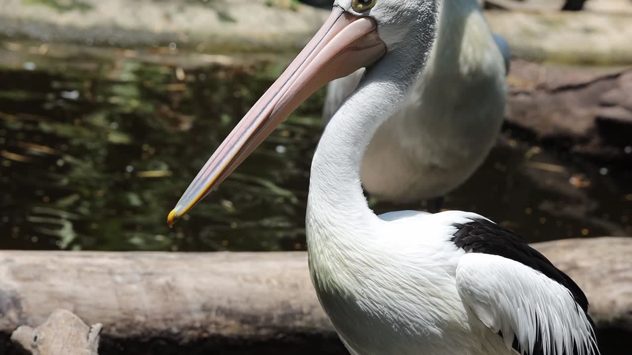 Close-Up of Australian Pelican with Long Beak in Natural Habitat