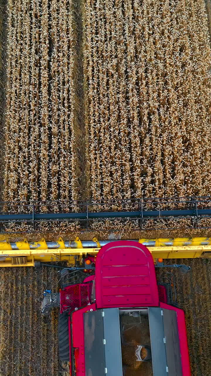 Cutting blades of modern combine machine. Pink and yellow combine harvester collecting ripe agricultural plants on the field. Top aerial view. Vertical video