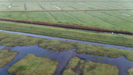 Panning-drone-shot-follows-a-large-flock-of-birds-flying-above-the-wet-and-lush-farmlands-of-a-river-delta-in-the-Netherlands