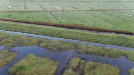 panning drone shot follows a large flock of birds flying above the wet and lush farmlands of a river delta in the netherlands