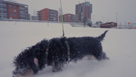 perro dachshund cubierto de nieve corriendo en un entorno urbano