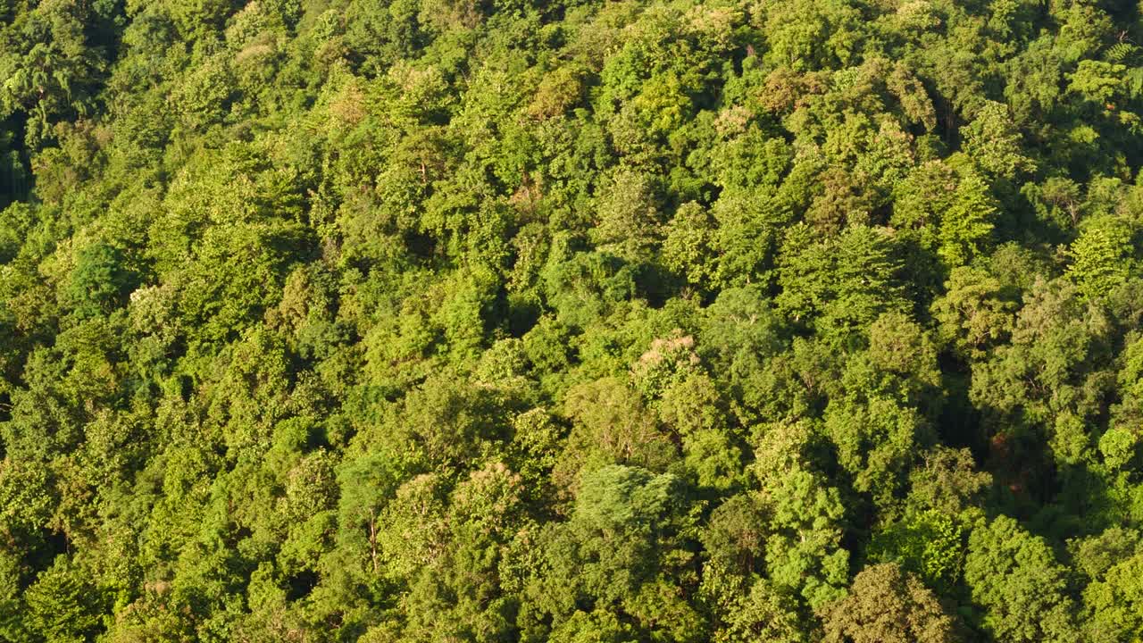 vista aérea bosque árbol verde vista superior naturaleza desde arriba fondo paisaje vegetación silvestre copia espacio. vista superior bosque tropical ecológico medio ambiente. naturaleza bosque tropical selva de hoja perenne