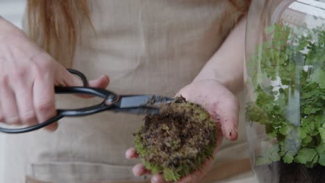 a young woman creates a small ecosystem in a glass terrarium - preparing the roots of the moss - nature preservation concept - close-up